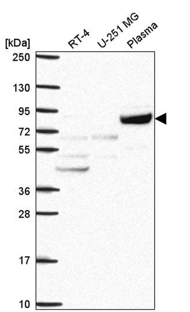 COG2 Antibody in Western Blot (WB)