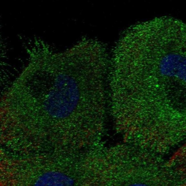 KCNK7 Antibody in Immunocytochemistry (ICC/IF)