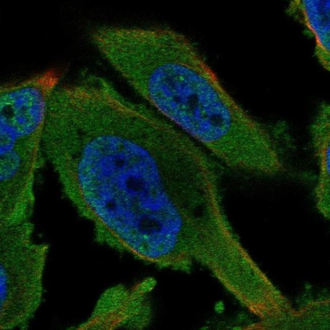 AMPK gamma-1 Antibody in Immunocytochemistry (ICC/IF)