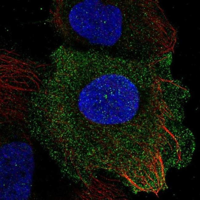 PLAC8 Antibody in Immunocytochemistry (ICC/IF)