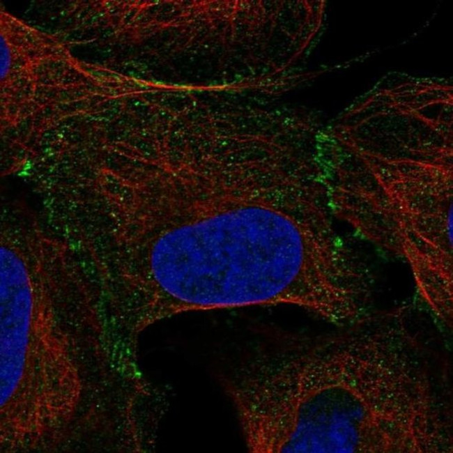 TCEB1 Antibody in Immunocytochemistry (ICC/IF)