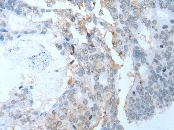 SYCP2 Antibody in Immunohistochemistry (Paraffin) (IHC (P))