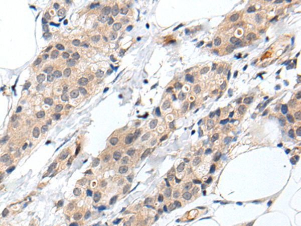 PROK1 Antibody in Immunohistochemistry (Paraffin) (IHC (P))