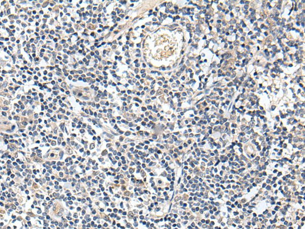 PROK1 Antibody in Immunohistochemistry (Paraffin) (IHC (P))