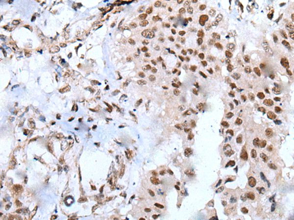 XAB2 Antibody in Immunohistochemistry (Paraffin) (IHC (P))