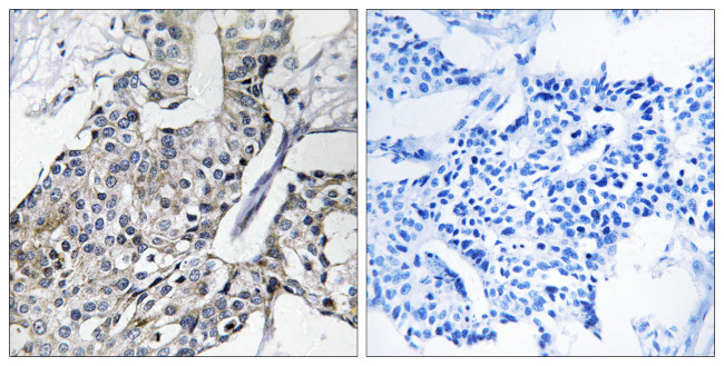 GBP4 Antibody in Immunohistochemistry (Paraffin) (IHC (P))