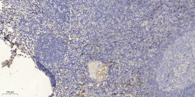 OLFML2B Antibody in Immunohistochemistry (Paraffin) (IHC (P))