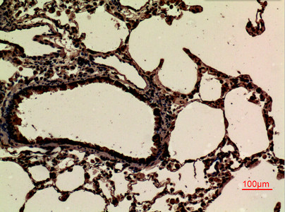 JAM2 Antibody in Immunohistochemistry (Paraffin) (IHC (P))