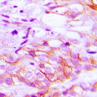 LRP2 Antibody in Immunohistochemistry (Paraffin) (IHC (P))