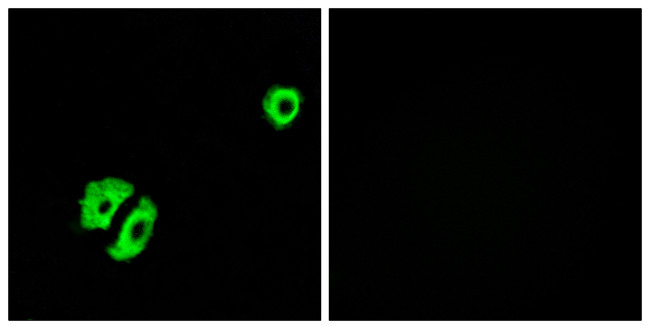 OR2A25 Antibody in Immunocytochemistry (ICC/IF)