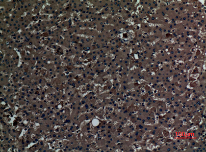 PAOX Antibody in Immunohistochemistry (Paraffin) (IHC (P))