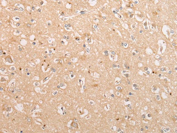 C15orf40 Antibody in Immunohistochemistry (Paraffin) (IHC (P))