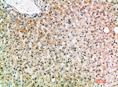 IL-19 Antibody in Immunohistochemistry (Paraffin) (IHC (P))