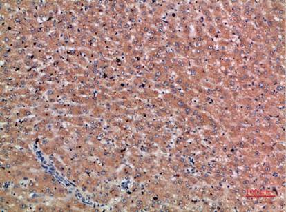 Chordin Antibody in Immunohistochemistry (Paraffin) (IHC (P))