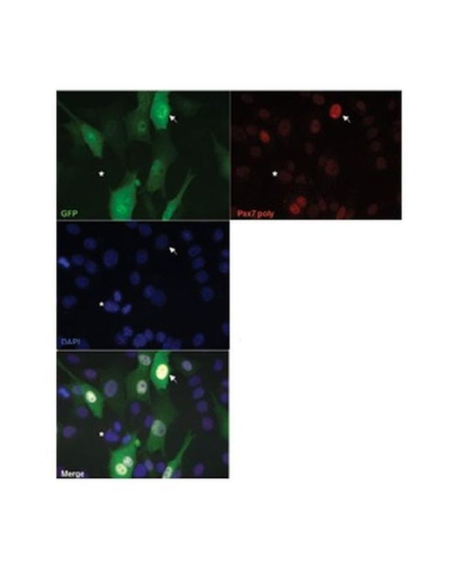 PAX7 Antibody in Immunocytochemistry (ICC/IF)