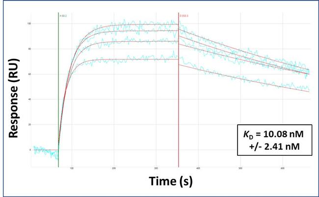 SLC26A3 Antibody in Surface plasmon resonance (SPR)