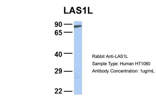 LAS1L Antibody in Western Blot (WB)