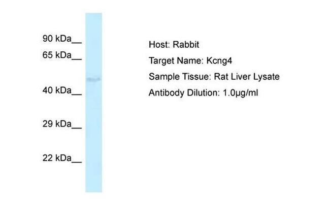 KCNG4 Antibody in Western Blot (WB)