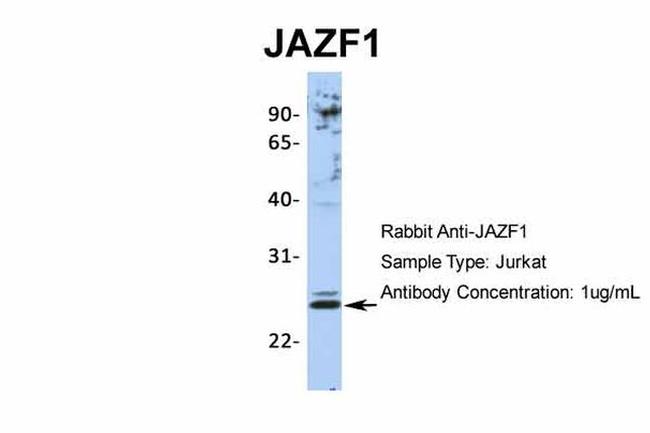 JAZF1 Antibody in Western Blot (WB)