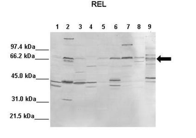 c-Rel Antibody in Western Blot (WB)