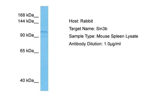 SIN3B Antibody in Western Blot (WB)