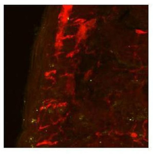 Gemin 3 Antibody in Immunohistochemistry (IHC)