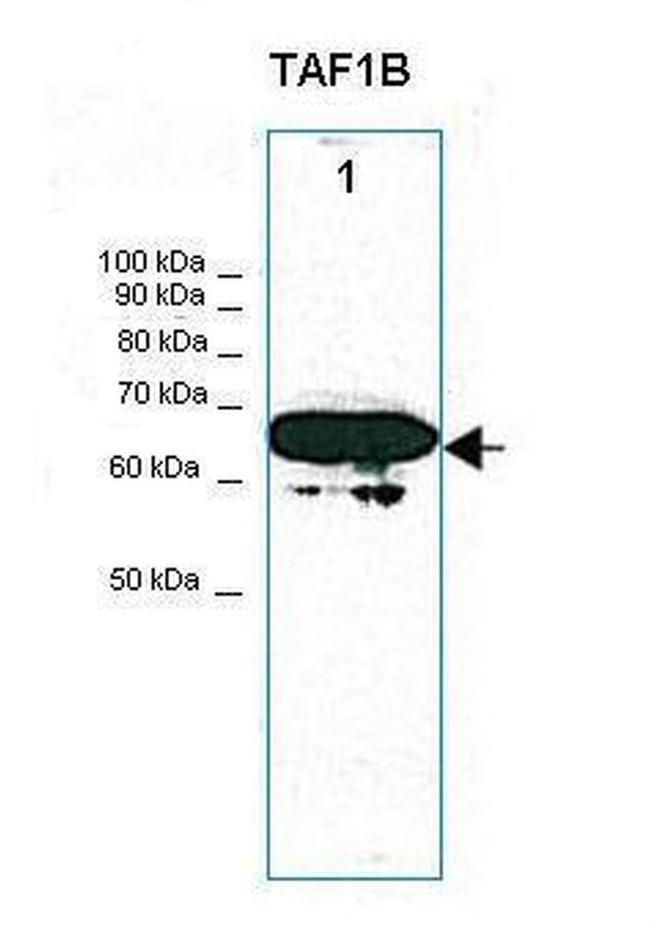 TAF1B Antibody in Western Blot (WB)