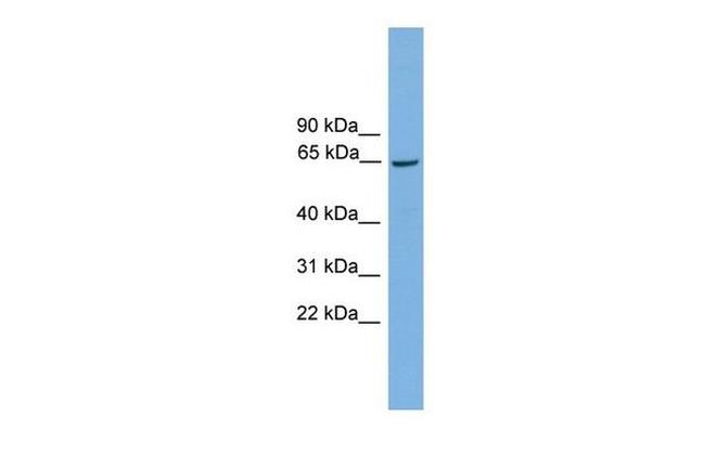 TAF1B Antibody in Western Blot (WB)