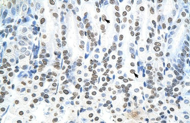 RNF6 Antibody in Immunohistochemistry (IHC)