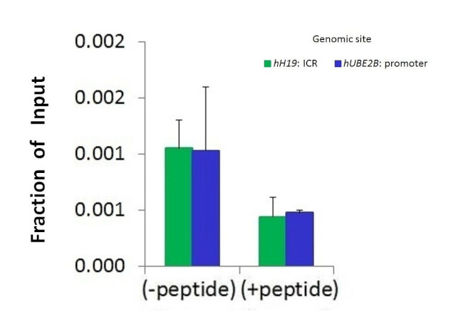 SMARCA1 Antibody in ChIP Assay (CHIP)