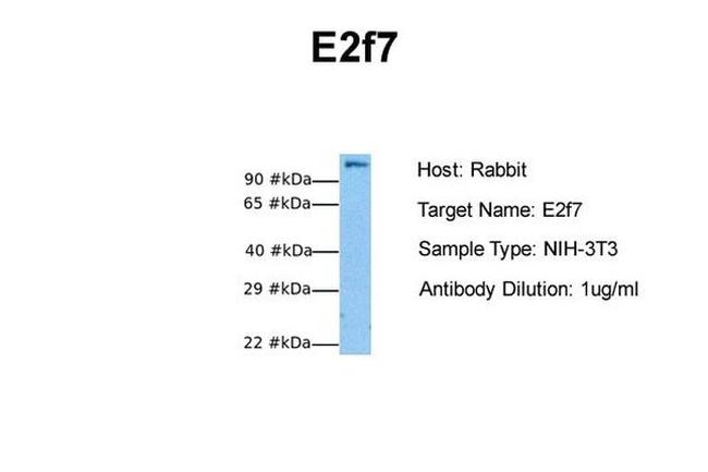 E2F7 Antibody in Western Blot (WB)