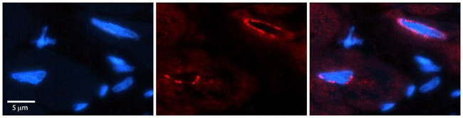 TCF20 Antibody in Immunohistochemistry (Paraffin) (IHC (P))