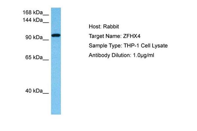 ZFHX4 Antibody in Western Blot (WB)