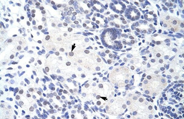 ZBTB38 Antibody in Immunohistochemistry (IHC)