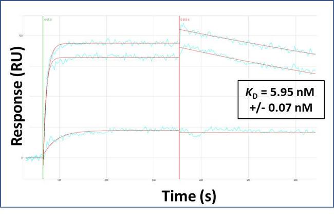 SIDT2 Antibody in Surface plasmon resonance (SPR)