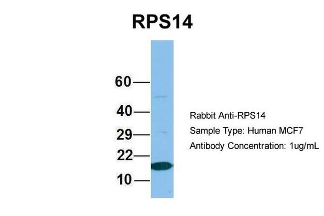 RPS14 Antibody in Western Blot (WB)