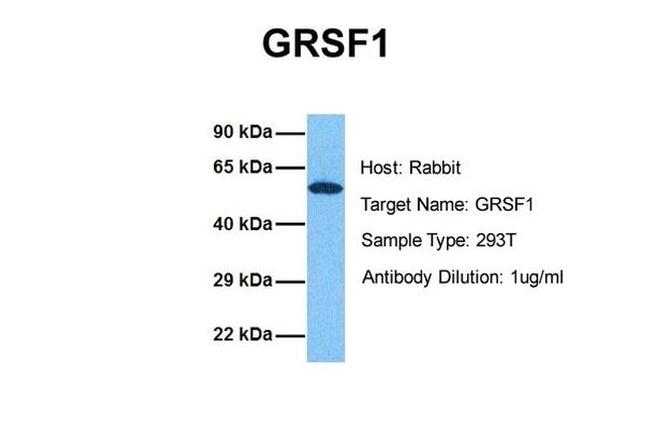 GRSF1 Antibody in Western Blot (WB)