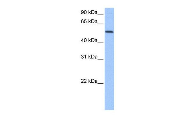 GRSF1 Antibody in Western Blot (WB)