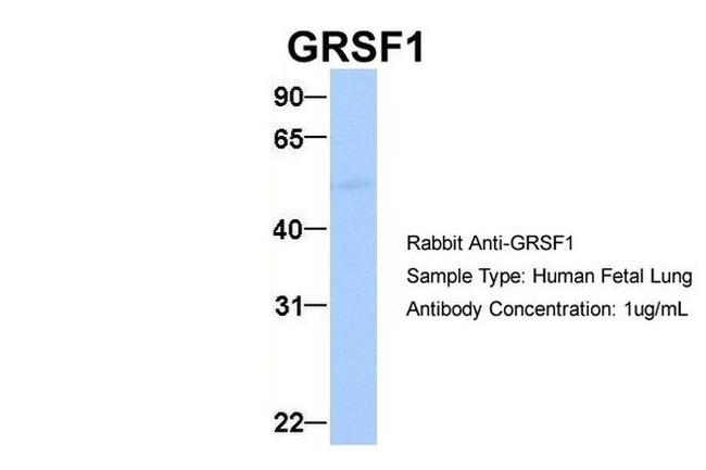 GRSF1 Antibody in Western Blot (WB)