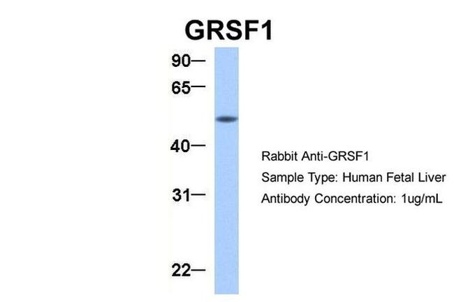 GRSF1 Antibody in Western Blot (WB)