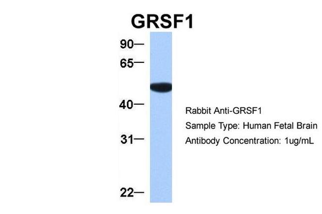 GRSF1 Antibody in Western Blot (WB)