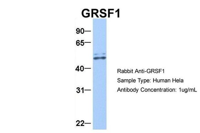 GRSF1 Antibody in Western Blot (WB)