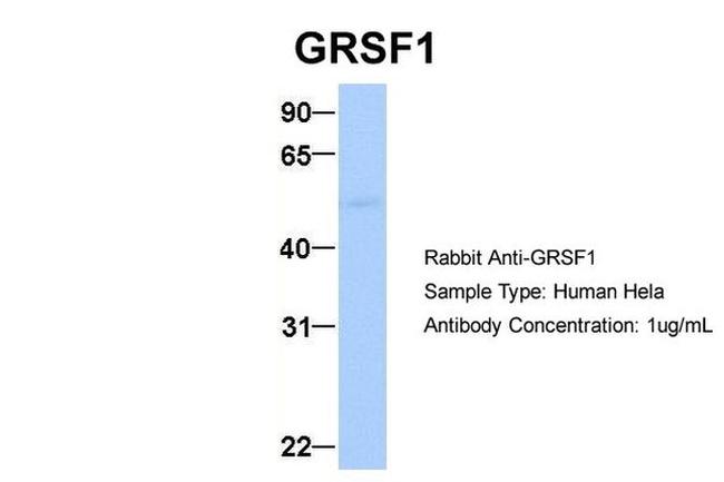 GRSF1 Antibody in Western Blot (WB)