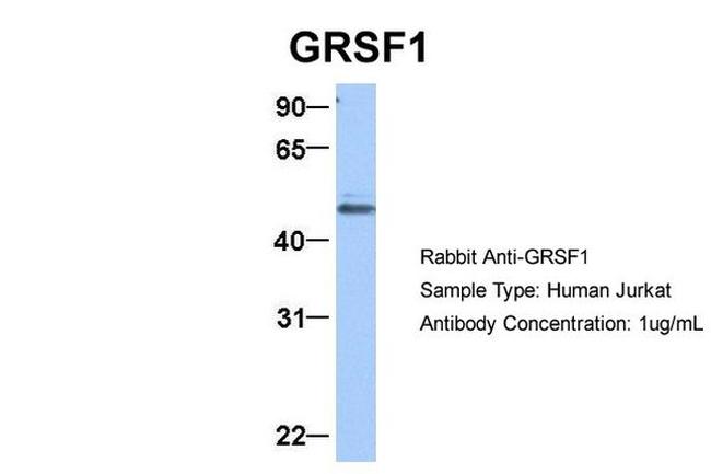 GRSF1 Antibody in Western Blot (WB)