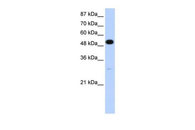 Nova-2 Antibody in Western Blot (WB)