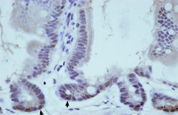 Nuclear Matrix Protein p84 Antibody in Immunohistochemistry (Paraffin) (IHC (P))