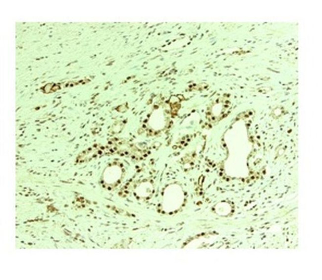 Nuclear Matrix Protein p84 Antibody in Immunohistochemistry (Paraffin) (IHC (P))