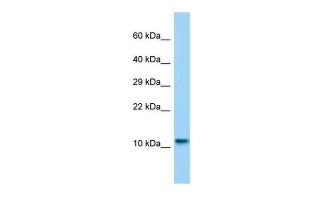 Lsm10 Antibody in Western Blot (WB)