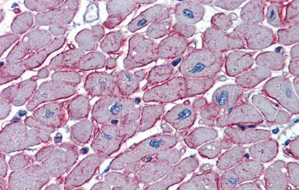 DCST1 Antibody in Immunocytochemistry (ICC/IF)