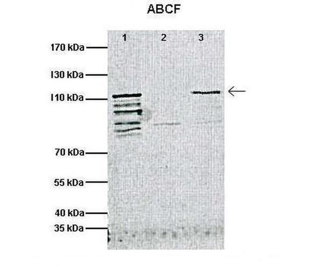 ABCF1 Antibody in Western Blot (WB)